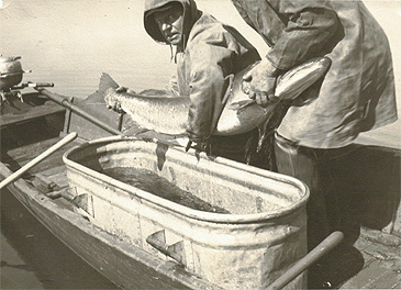 3120_Ed Ganske_Muskellunge_Esox masquinongy.JPG